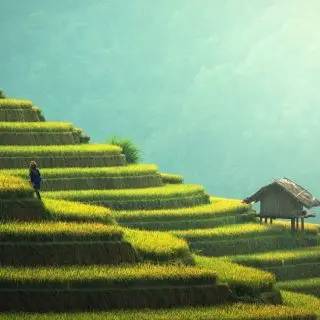 rýžové terasy v Číně (photo credit Sasint on Pixabay)