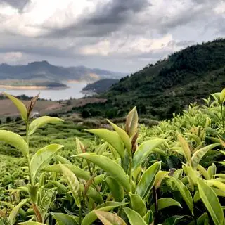 Purple tea se světle vínovými lístky   fialový čaj   vínový čaj   v čajové zahradě v Nilgiris v Indii