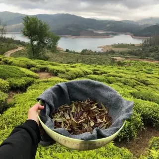 Purple tea   sklizené lístky z divoce rostoucího purple tea   vínový čaj  v Nilgiris v Indii 2