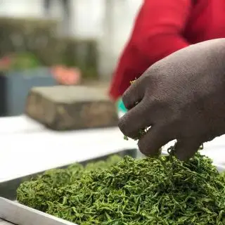 Oolong - co je čaj oolong a v čem se liší od zeleného čaje