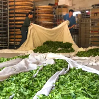 Oolong - co je čaj oolong a v čem se liší od zeleného čaje