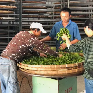 Oolong - co je čaj oolong a v čem se liší od zeleného čaje