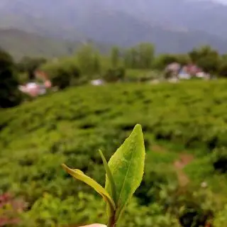 Orange pekoe je pupen a 2 první lístky z větvičky čajovníku - foceno v čajové zahradě v indickém Darjeelingu