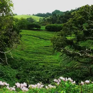Čajová zahrada čajové firmy Gorreana, Sao Miguel, Azorské ostrovy, Portugalsko