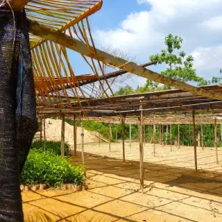 Předpěstování sazenic čajovníku, Srí Lanka