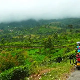 Na projížďce na skútru mezi čajovými plantážemi, Srí Lanka