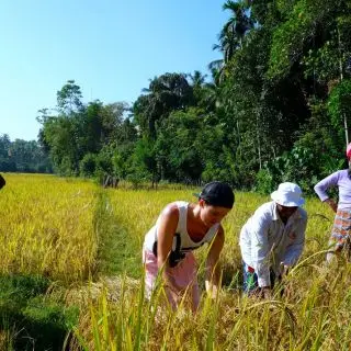 Sklizeň rýže s místními, Srí Lanka