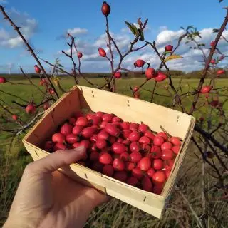 kdy je správná doba na sběr šípků a  jak je správně sušit