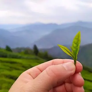 Čaje z Darjeelingu - co znamená first flush, second flush a jaký je mezi nimi rozdíl