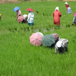 Práce na rýžovém políčku, Alleppey, Kerala, Indie