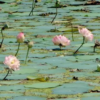 Jezírko s lotosy, Kerala, Indie