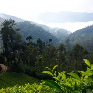 Čajové zahrady v kopcích v Munnaru, Kerala, Indie