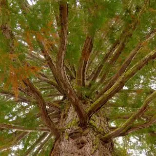 Starý cedrový strom, Japonsko, photocredits: Hans on Pixabay