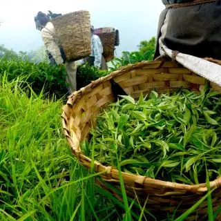 Čerstvé ručně sklizené čajové lístky v bambusovém koši - Darjeeling Indie