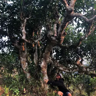 Bohunka z Čajových Bedýnek jedním z prastarých divokých čajovníků v Severním Vietnamu.