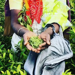 Co ovlivňuje cenu sypaného čaje. Farmář na Taiwanu mi prozradil hodinovku, který neuvěříš.