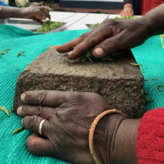 Ruční rolování čaje v indických Modrých horách Nilgiri