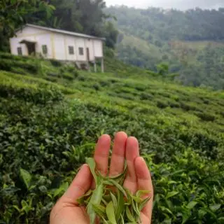 (samo)sběr čajových lístků orange pekoe v Darjeelingu