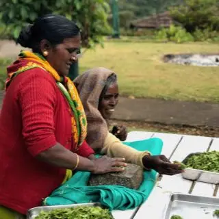 Zpracování čaje oolong v Nilgiris - Modrých horách v Indii.