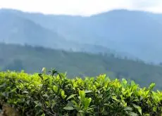 Čajové zahrady v Darjeelingu