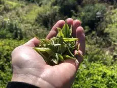 čajová zahrada Nilgiri - sklizený bud a 1 lístek