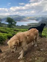 čajová zahrada Secret hill v Nilgiri a její strážci