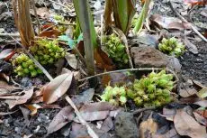 kardamom rostlina v přírodě v Indonésii - čerstvý plod - tobolka
