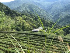 Čajové zahrady na Taiwanu