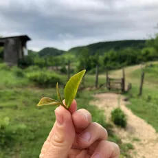 bud a 2 lístky v čajové zahradě v Gruzii