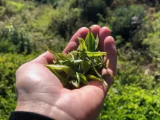 bud a 1 lístek - nejmladší čajové lístky určené pro výrobu frost oolongu z Nilgiris