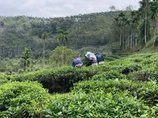 Sklizeň čajových lístků u Sun moon lake Taiwan