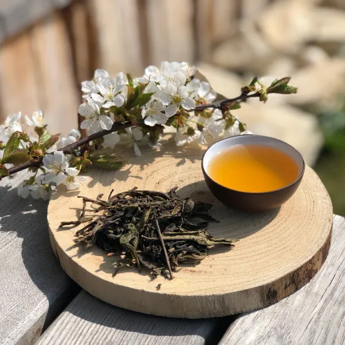 Wild forest freestyle