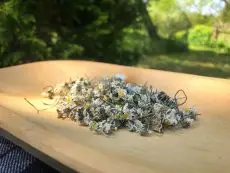 Sedmikráska - pro namíchání vlastní čajové a bylinné směsi