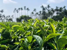 Čajová zahrada na Taiwanu v nižší nadmořské výšce i s palmami