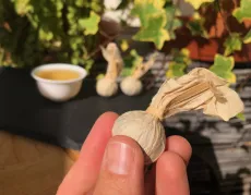 Bílý čaj z divokých čajovníků Shan Thuyet - z Lung Vai - Severní Vietnam - detail balení čajové kuličky