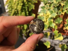 Bílý čaj z divokých čajovníků Shan Thuyet - z Lung Vai - Severní Vietnam - detail čajové kuličky