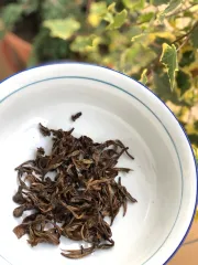 Bílý čaj z divokých čajovníků Shan Thuyet - z Lung Vai - Severní Vietnam - detail mokrého listu
