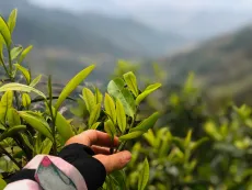 Bohunka z Čajových Bedýnek a prastaré divoké čajovníky v severním Vietnamu