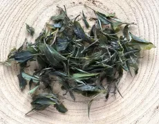 Kangra Zen orchard - raritní sypaný zelený čaj z méně známé indické čajové oblasti Kangra - detail čajových lístků