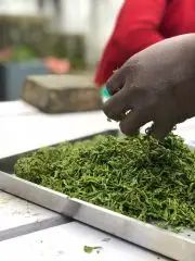 Ruční zpracování zeleného čaje - Nilgiri Secret hill 1