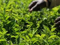 Ruční sklízení čajových lístků v Nilgiri v čajové zahradě Secret hill