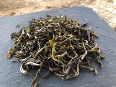 Nilgiri frost green artisan - kvalitní sypaný ručně vyrobený prémiový zelený čaj z Nilgiri - detail čajových lístků