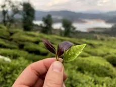 porovnání purple tea s lístky čajovníku se zelenými lístky