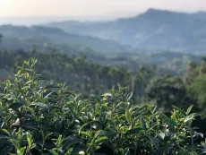 Čajové zahrady v oblasti Lugu na Taiwanu, ze které pochází nej oolong Dong ding