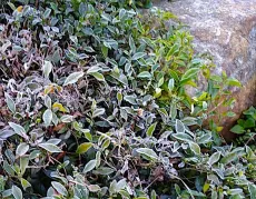 Nilgiri winter frost - lístky čajovníky pokryté jinovatkou