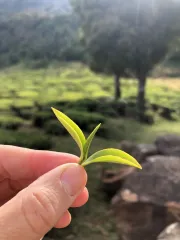 Sklizeň frost tea - 1 bud a 2 lístky - v čajové zahradě v Nilgiris