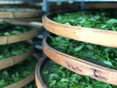 Zpracování čaje v továrničce v gruzínské oblasti Imereti