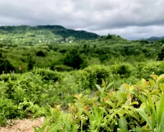 Čajová zahrada v gruzínské oblasti Imereti 1