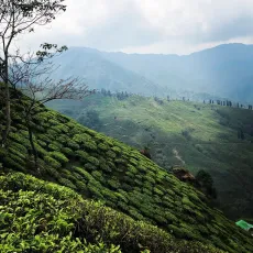 Čajová zahrada Arya v Darjeelingu