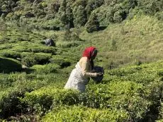 Ruční sběr jen těch nej lístků - čajová zahrada Secret hill v Nilgiri